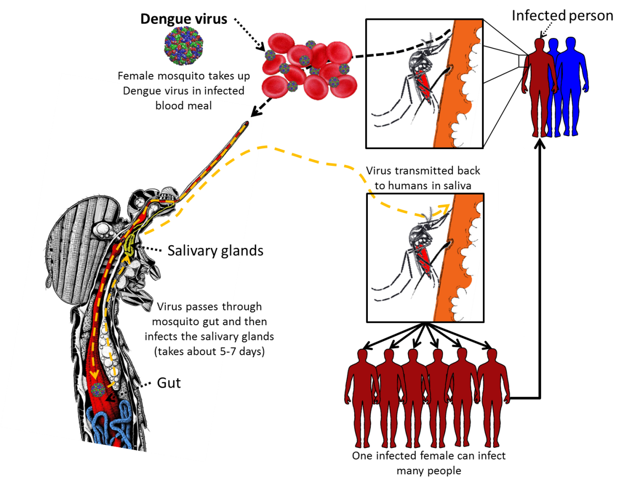 Diseases - Dengue